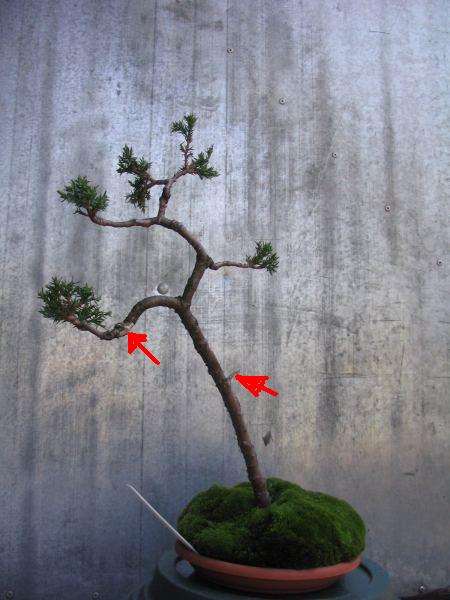 JaÂłowiec II 08-2005a.JPG