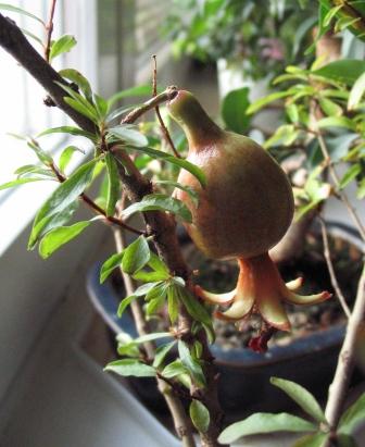 Granat_liscie i owoc_05.jpg