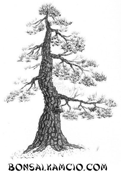 bonsai-rysunek.jpg