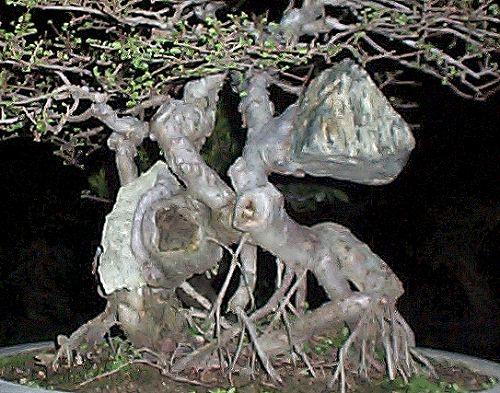 chinese_elm_stone_detail.jpg