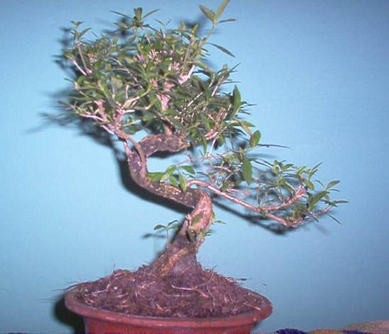 To wÂłaÂśnie moja serissa.