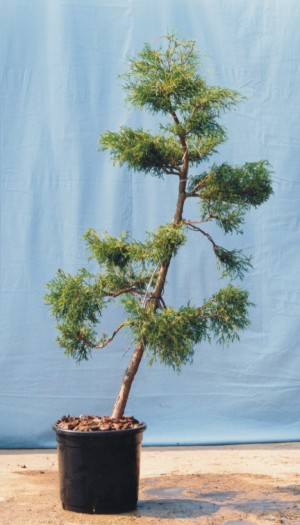 mniej wiecej o to mi chodzi (tale z dwoma pniami)