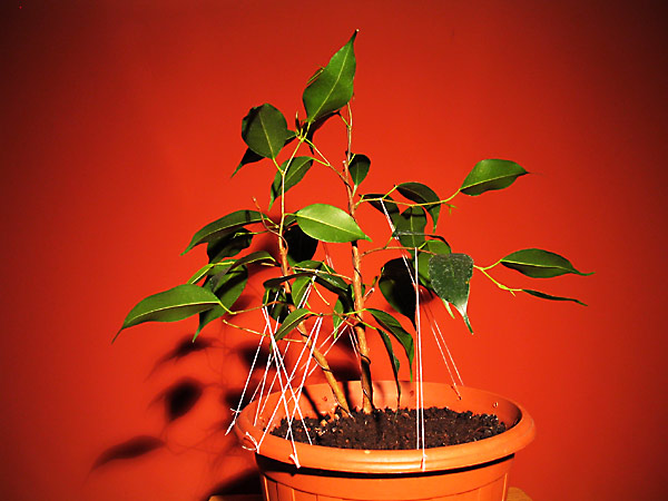 ficus0005.jpg