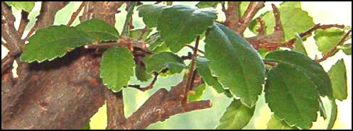 wiÂąz drobnolistny