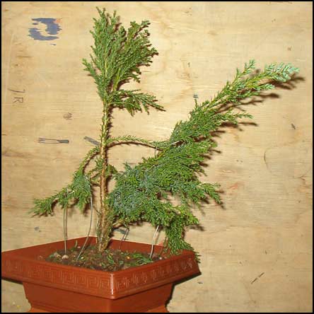 Cyprysik - pierwsze prĂłby formowania