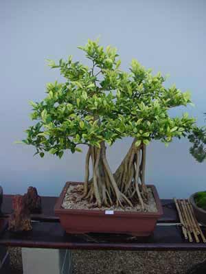 Ficus-Variegata.jpg