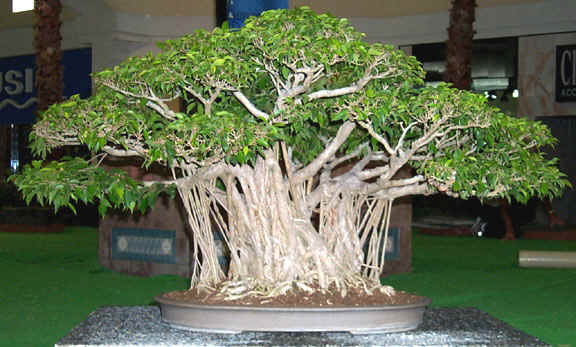 Ficus_Banyan_Gadiel_Gonzalez.jpg