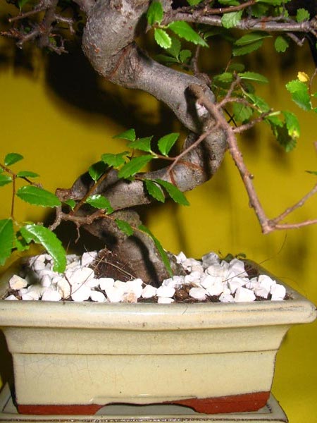 bonsai3.jpg