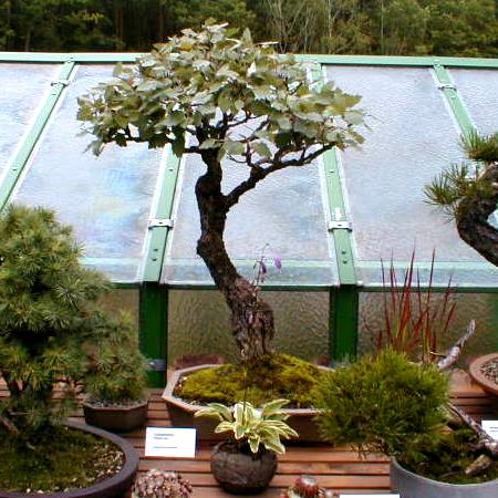 Z kolekcji Horsta Heinzlreitera