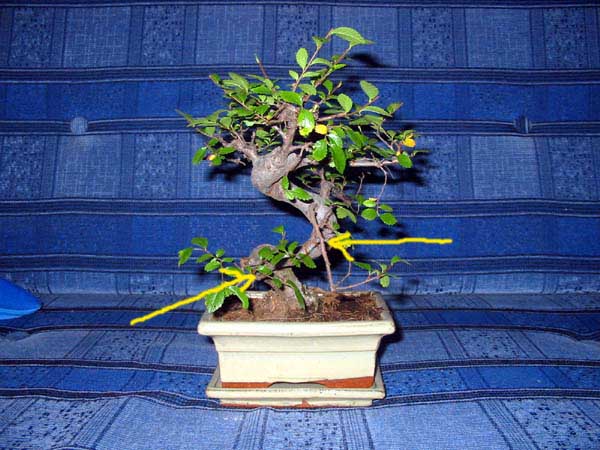 bonsai5.jpg