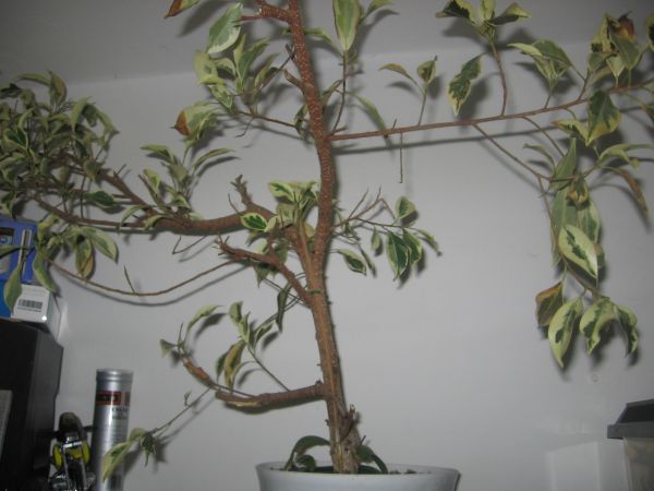 kandydat na Bonsai- Ficus