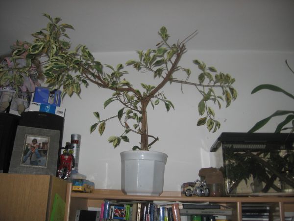 kandydat na Bonsai- Ficus