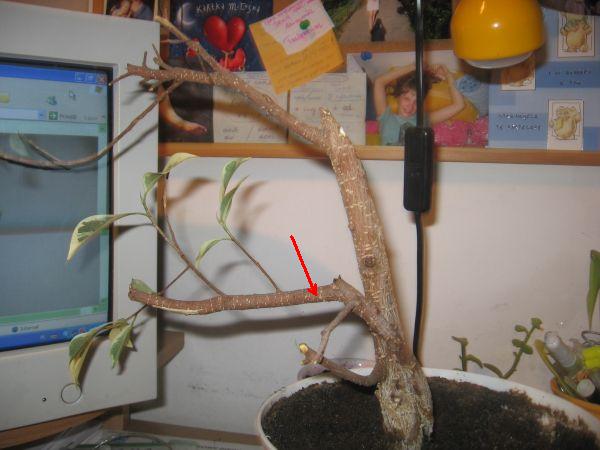 Po oberÂżniĂŞciu