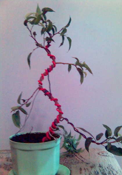ficus_benjamina_1.jpg