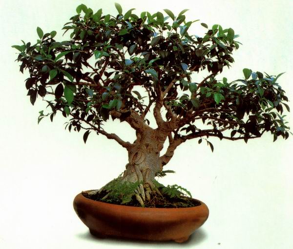 Ficus retusa.