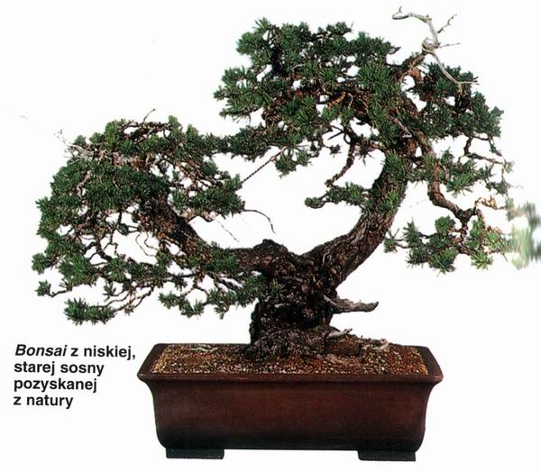 sosna.jpg