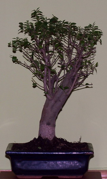 Tak siĂŞ prezentuje w caÂłoÂści