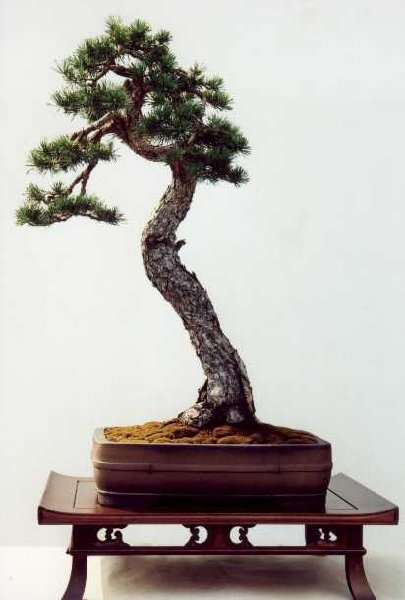 Pinus silvestris456.jpg