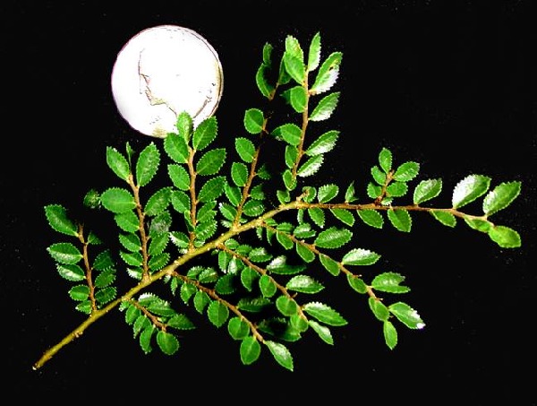 Ulmus parvifolia_ped.jpg