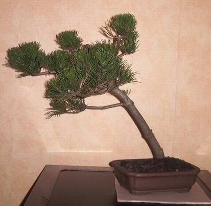 Moj prezent niespodzianka: Pinus Mugo. widok z bardziej reprezentacyjnej strony.
