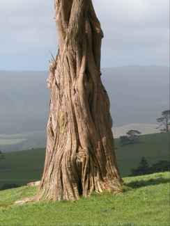 DSCN1092 Tree Trunk.jpg