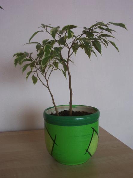 ficus.JPG