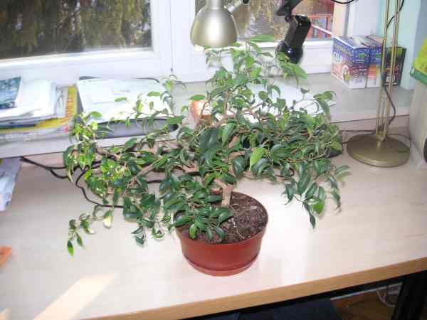 fikus banjamin 1.jpg