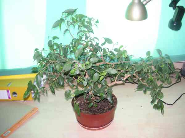 fikus banjamin 2.jpg