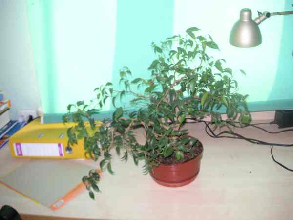 fikus banjamin 4.jpg