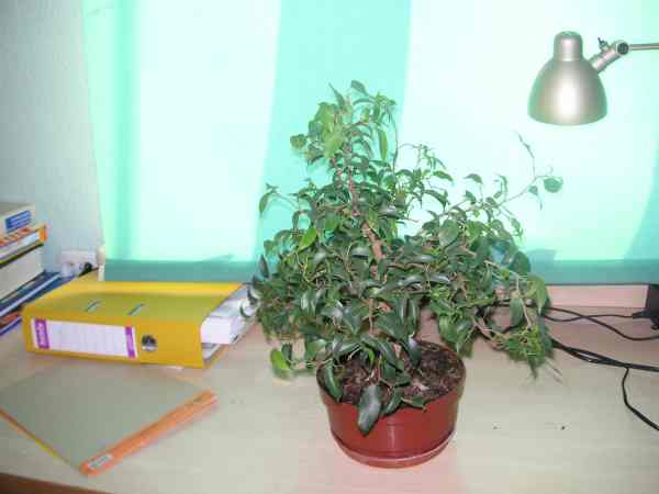 fikus banjamin 5.jpg