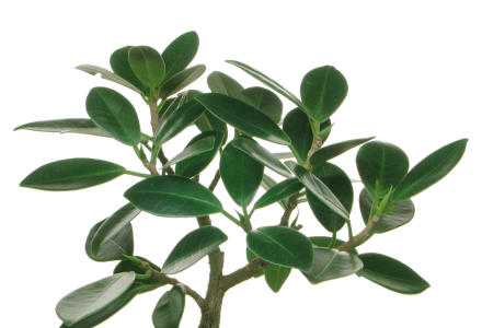 ficus microcarpa (syn. retusa ).jpg