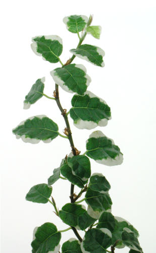 ficus pumila.jpg