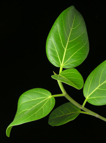 ficus benghalensis.jpg
