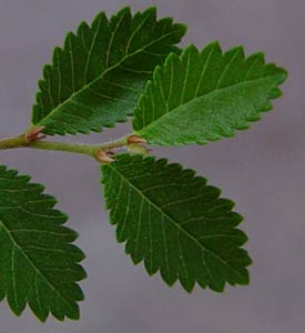 Ulmus parvifolia.jpg