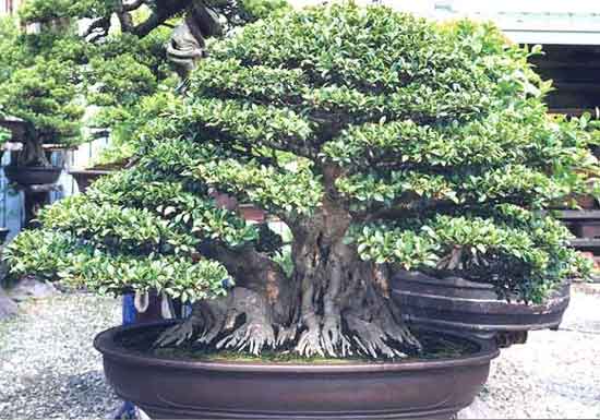 Ficus Microcarpa.jpg
