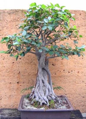 Ficus macrophylla.jpg
