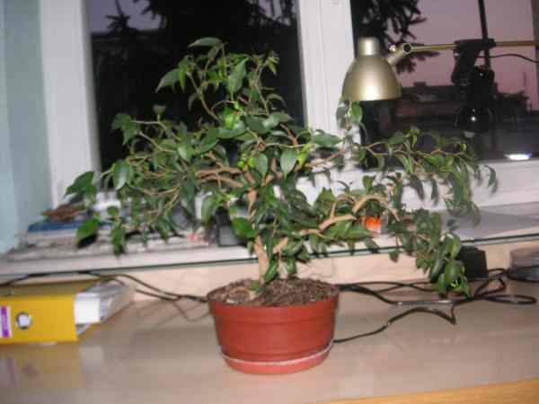 fikus banjamin 010.jpg