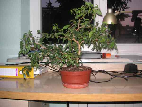 fikus banjamin 012.jpg