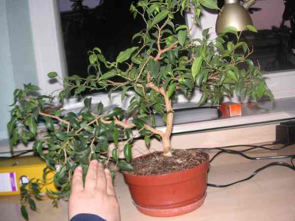 fikus banjamin 013.jpg