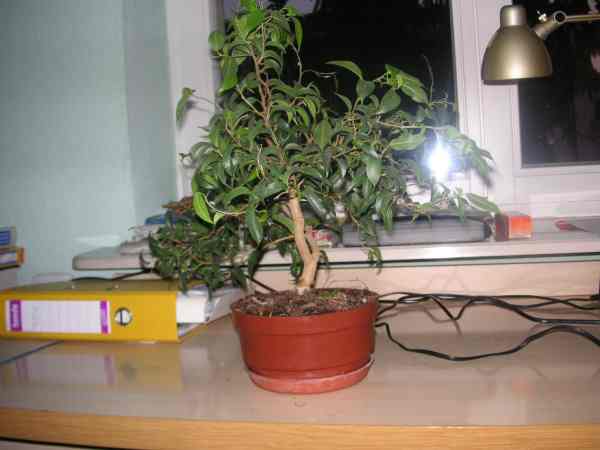 fikus banjamin 014.jpg