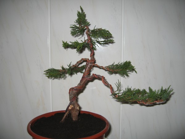 Marzec 2006
<br />Front