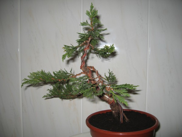 Marzec 2006
<br />Lewa strona