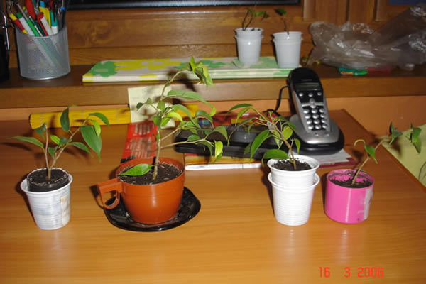 WiĂŞksze ficusiki, te juÂż moÂże zacznĂŞ podcinaĂŚ?