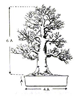 Takie powinny byĂŚ idealne proporcje miĂŞdzy dojrzaÂłem drzewkiem, a jego pojemnikiem.