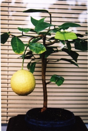 cytryna owoc.jpg