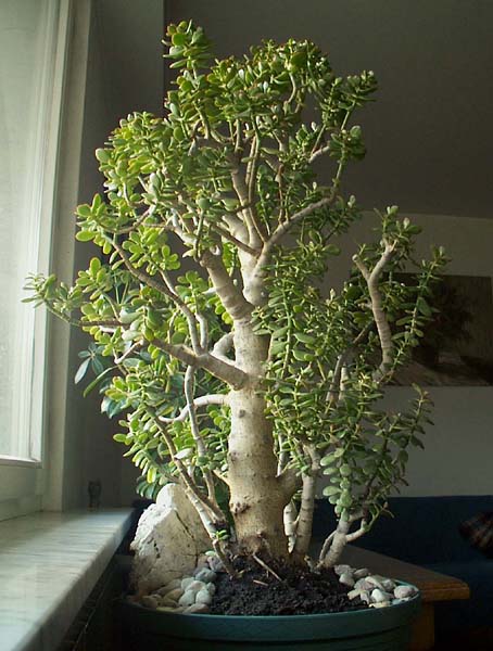 IM000076 - kopia.jpg