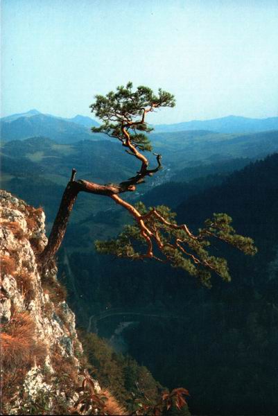 Ta sama sosna tylko z innej strony.