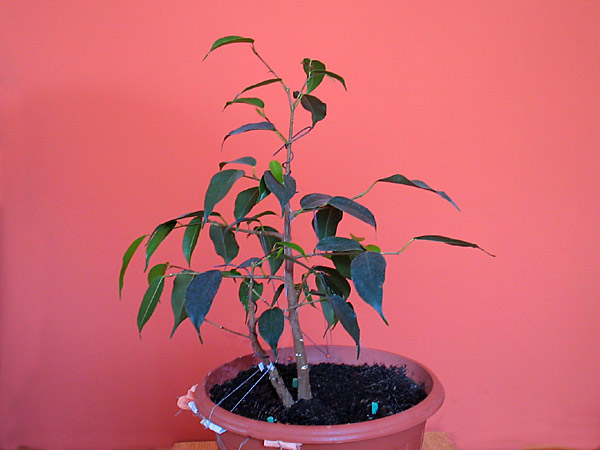 ficus.jpg