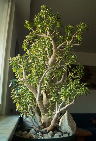 Donica zastĂŞpcza plasikowa okrÂągÂła o srednicy 42 cm, wysokoÂśĂŚ 20 cm.
<br />WysokoÂśĂŚ drzewka 95 cm, obwĂłd pnia przy ziemi 26 cm.
<br />Wiek okoÂło 25 lat.