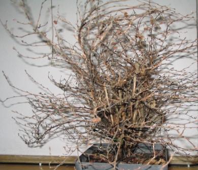 Kupa poplÂątanych pĂŞdĂłw